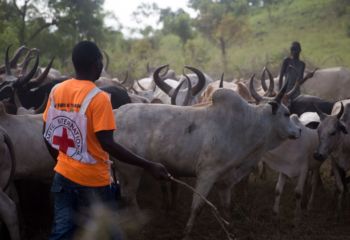 南スーダン：お金ではなく、牛が富の象徴