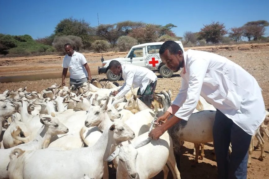 Livestock vaccine project in Ethiopia 